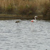 Flamingo parent & juvenile