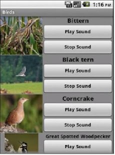 How to get Bird Sounds 1.0 mod apk for laptop