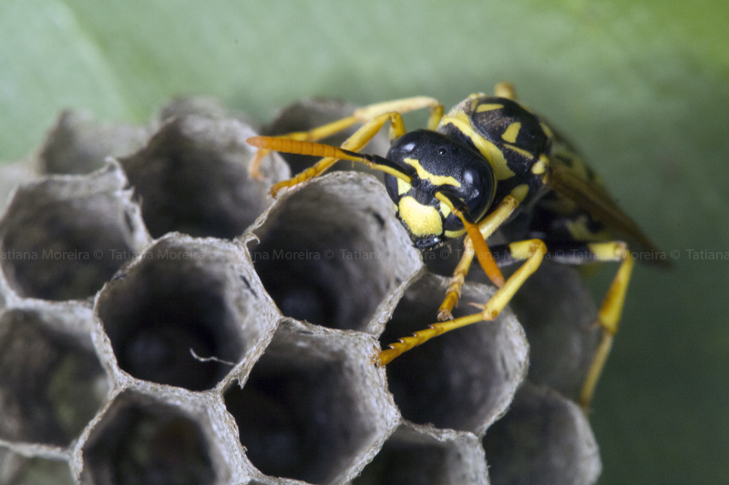 Wasp (Polistes dominula)