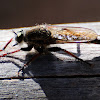 Robber fly; Mosca asesisna