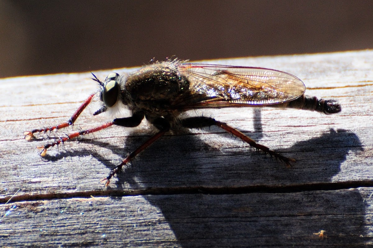 Robber fly; Mosca asesisna