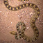 Bullsnake