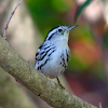 black and white warbler