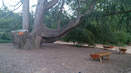 Cedar Branch for Benches