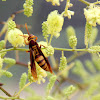 Red and Yellow Wasp