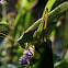 Grote Sabelsprinkhaan (Tettigonia viridissima)