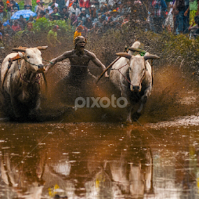 Pacu Jawi by Edwin Prajusa - Sports & Fitness Other Sports