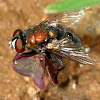copper fly