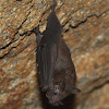 New World leaf-nosed Bat