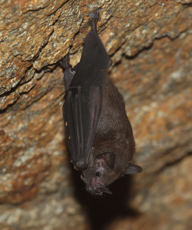 New World leaf-nosed Bat