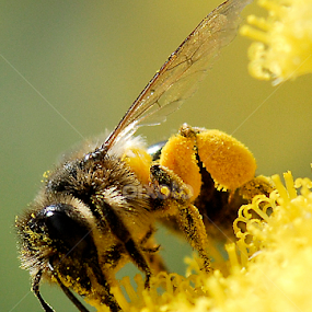 Busy as a bee by Jason Lovell - Animals Insects & Spiders