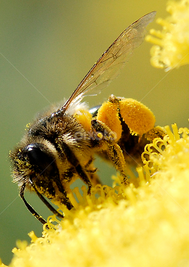 Busy as a bee by Jason Lovell - Animals Insects & Spiders