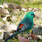Red Rumped Parrot