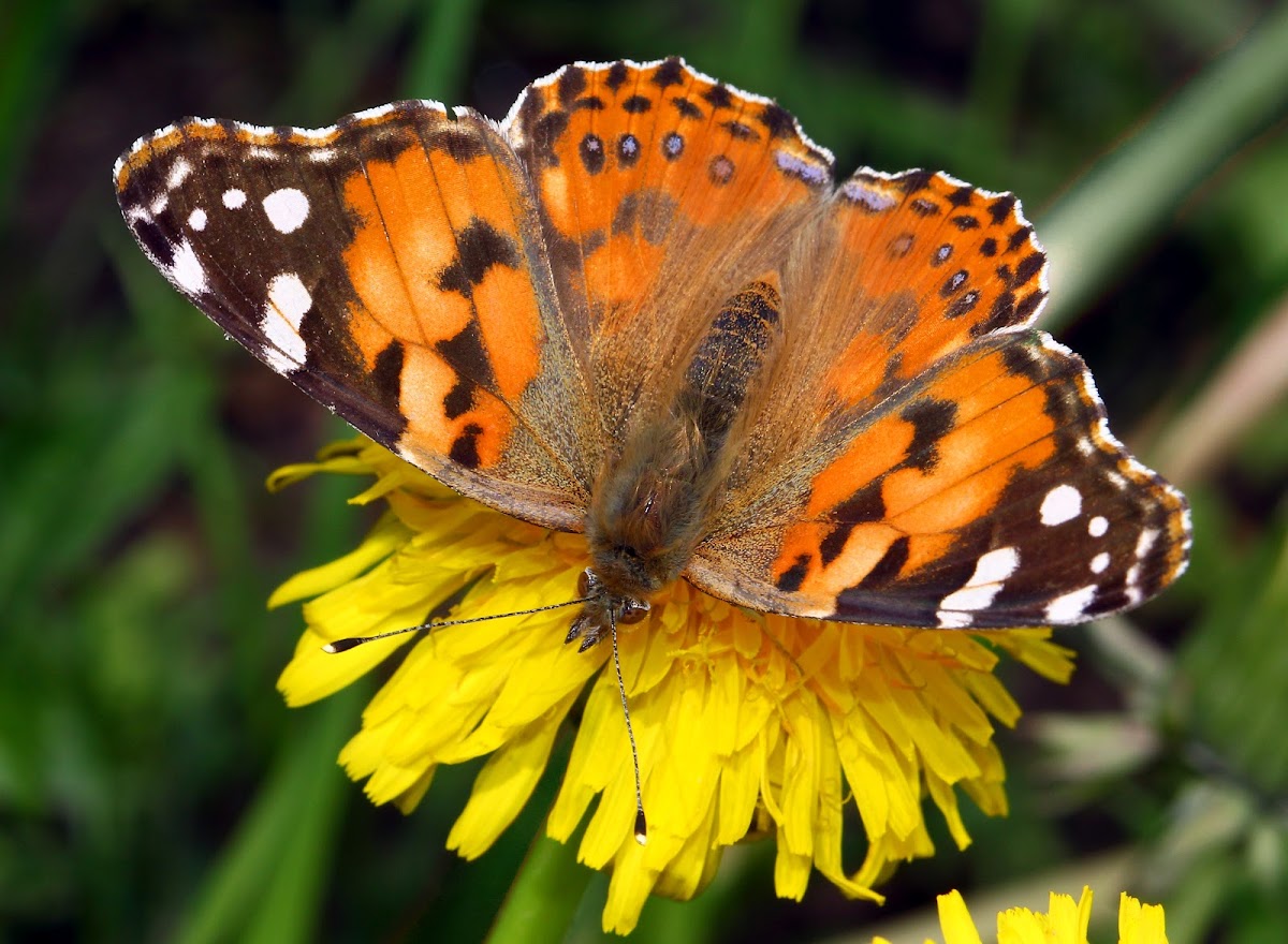 Painted Lady