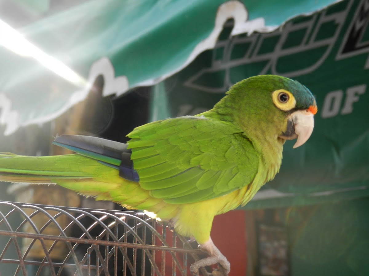  Orange-fronted Parakeet or Conure