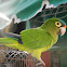  Orange-fronted Parakeet or Conure