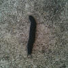 Black-Velvet Leatherleaf slug