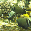 Whitebar Surgeonfish (maikoiko)