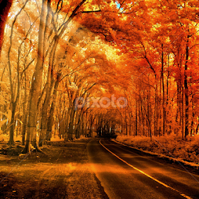 by Daniel Chang - Landscapes Forests
