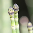 horsetail, winter scouring rush