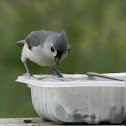 Tufted Titmouse