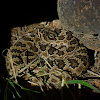 young Great Basin Rattlesnake