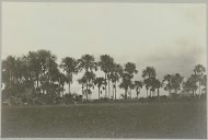 Mauritiuspalmen Republiek-Berlijn