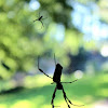 Golden Silk Orb-weaver