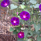 Purple cone flower