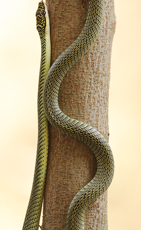 Golden Tree Snake
