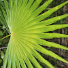 Washingtonia palm leaf