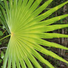 Washingtonia palm leaf