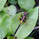 Belted whiteface dragonfly
