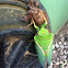 Green Grocer cicada