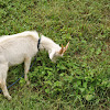 Domestic goat