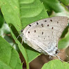 Damo Hairstreak butterfly