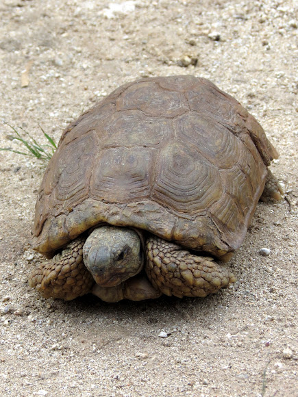 Hinge-back tortoise | Project Noah