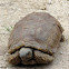 Hinge-back tortoise