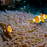 Clown Fish by Cameron Knudsen -  