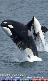 Wild Animals of the Arctic Screenshots 17