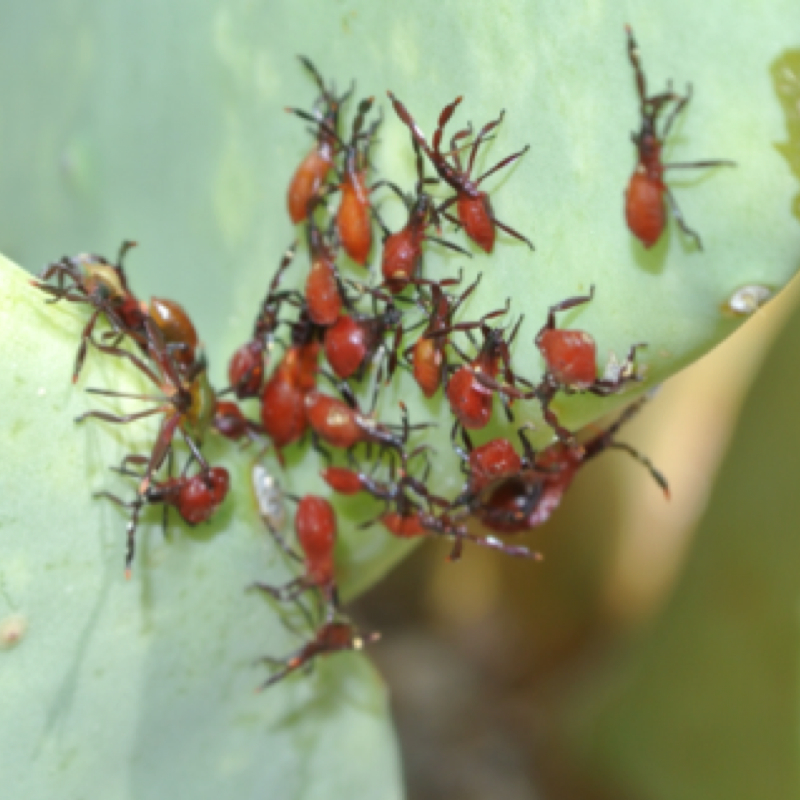 Cactus Coreid