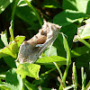Bilobed looper moth