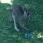 Wallaby