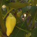 Anaheim Chili (pepper)