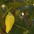 Anaheim Chili (pepper)