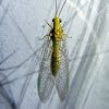 Large Green Lacewing