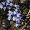 Snow Angel Coral Bells