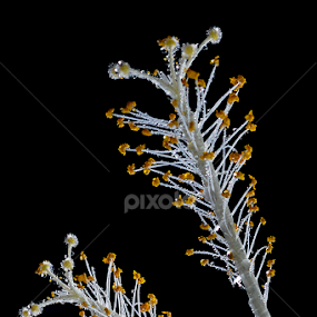couple flower by A Rahman - Flowers Flower Gardens