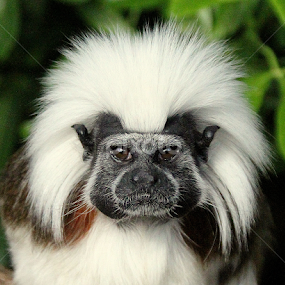 Cotton-Top Tamerin by Ralph Harvey - Animals Other Mammals