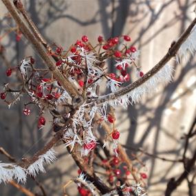 One Magical Frosty Morning 3 by Dennis Kemper - Nature Up Close Trees & Bushes